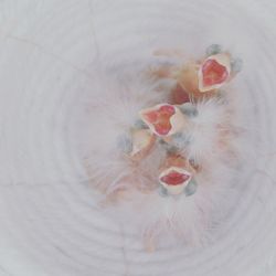 Full frame shot of cat