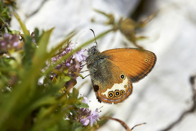 Close-up of butterfly pollinating on flower