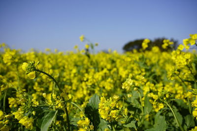 rapeseed