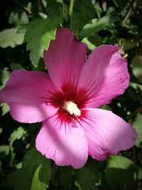 Close-up of pink hibiscus blooming outdoors