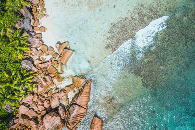 High angle view of dry leaves on wall