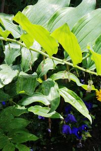 Close-up of leaves