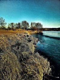 Close-up of tree against sky during sunset