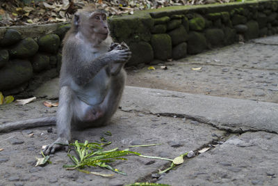 Monkey sitting outdoors
