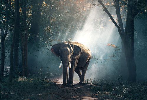 mammal, tree, forest, elephant, nature, plant, one animal, sunlight, animal wildlife, standing, indian elephant, dust, people, outdoors, smoke - physical structure, land, day, responsibility, herbivorous