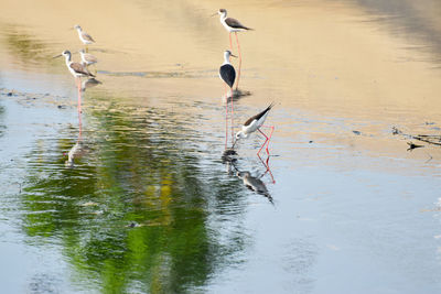 Bird flying over lake