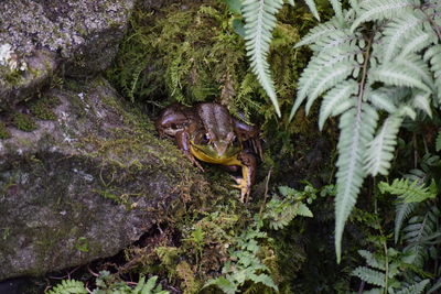 Frog on rock