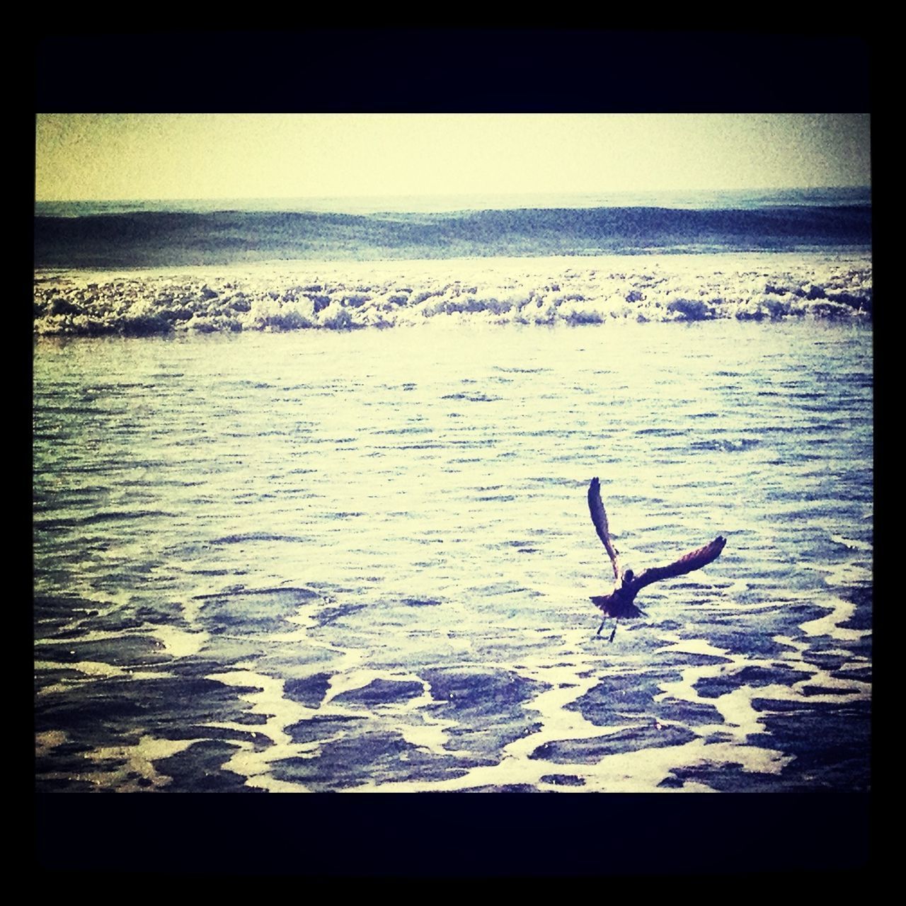 VIEW OF BIRDS IN WATER