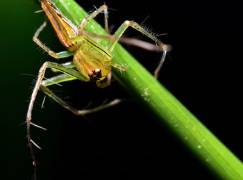 Close-up of insect on leaf