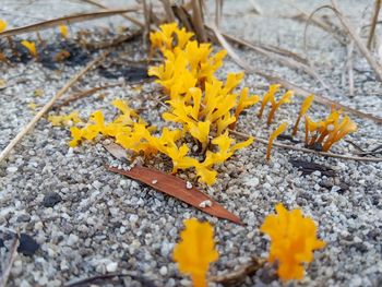 High angle view of yellow flowering plant on wood