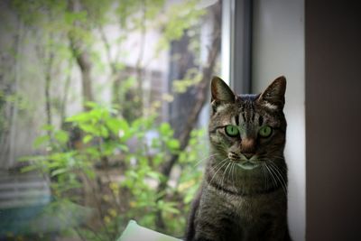 Close-up portrait of tabby cat against blurred background