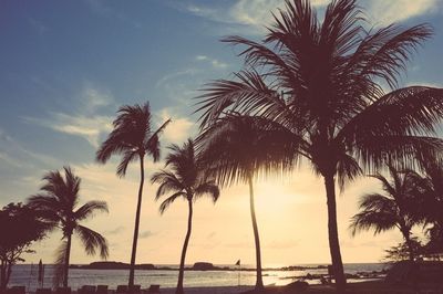 Palm trees on beach