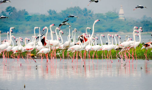 Flock of birds in lake