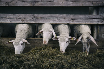 Sheep grazing at pen