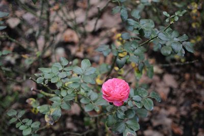 Close-up of pink flowering plant