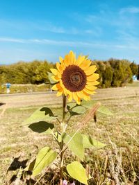 Close-up of sunflower on field against sky