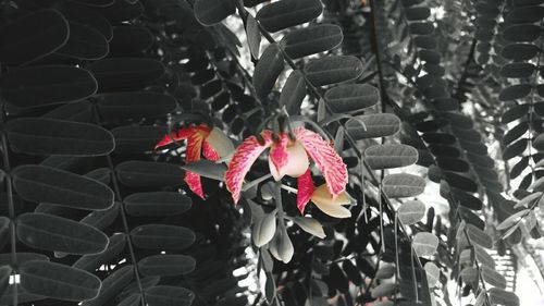 Close-up of flowers against blurred background