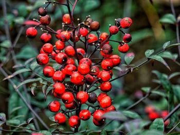 Close-up of red berries growing on tree