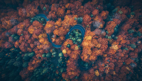 High angle view of autom foliage in transylvania