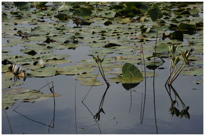 Lotus water lily in pond
