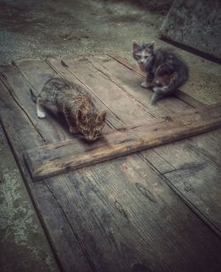 Cat on wooden floor