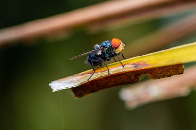 Close up a fly on orange leaf and nature blurred background, common housefly, selective focus.