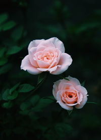 Close-up of white rose