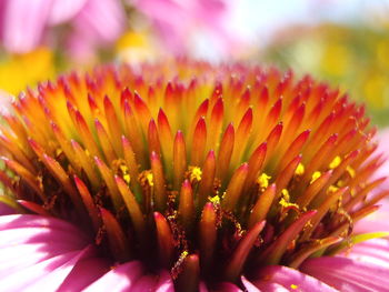 Close-up of flower growing outdoors