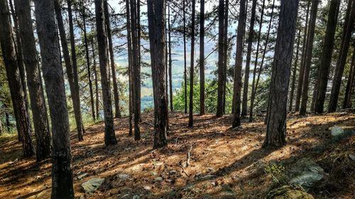 Pine trees in forest