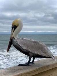 Close-up of pelican on sea against sky