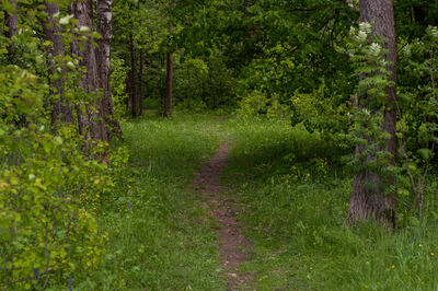 Trees in forest