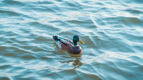 High angle view of duck swimming in lake