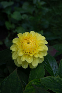 Close-up of yellow flowering plant