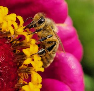 Close-up of bee pollinating on pink flower