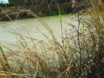 Close-up of dry grass on field by lake