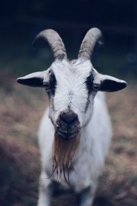 Close-up of goat looking at camera