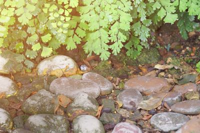 Close-up of pebbles on rock