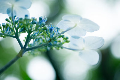 Close-up of white flowers blooming outdoors