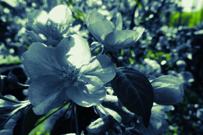 Close-up of flowering plant