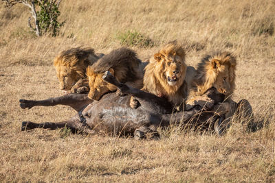 Lion family eating prey on field