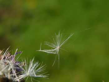 Close-up of dandelion on plant