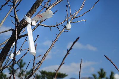 Low angle view of bird perching on tree against sky