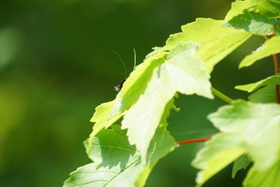 Close-up of insect on leaf