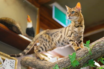 Close-up of a cat looking away at home