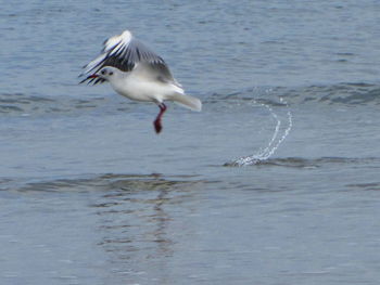 Bird flying over sea