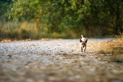 Dog running on road