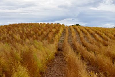 Scenic view of agricultural field against sky