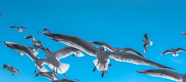 Low angle view of seagulls flying against clear blue sky