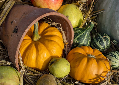 Close-up of pumpkins