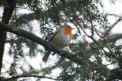 Low angle view of robin perching on tree